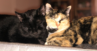 eva pet sitter à GALGON 33133_2