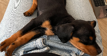 cassy pet sitter à VELIZY VILLACOUBLAY 78140_3