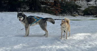 anja pet sitter à MONTCHENU 26350_1