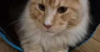 hélène pet sitter à ST OUEN SUR SEINE 93400