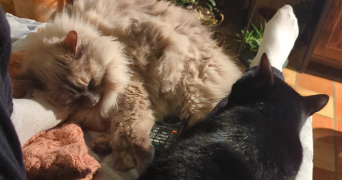 louise pet sitter à VALENCE EN POITOU 86700_5