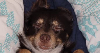 louise pet sitter à MONTREUIL 93100_11