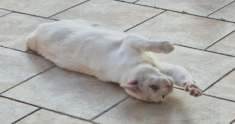 margaux pet sitter à ARSAC 33460_0