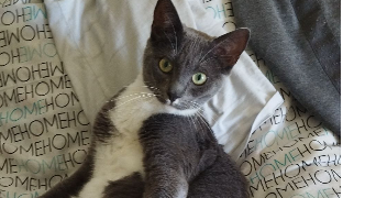 pauline pet sitter à LES HAUTS D ANJOU 49330_4