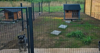 tanguy dog sitter à PONTIVY 56300_1