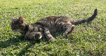 alicia pet sitter à FLEURIEUX SUR L ARBRESLE 69210_1