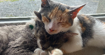 alexane pet sitter à PLOUFRAGAN 22440_6