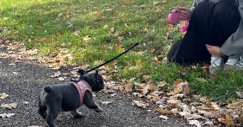 carla pet sitter à LE MANS 72000_3