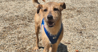 jessica pet sitter à CHAMPIS 07440_2