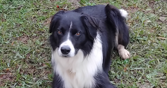 jean pierre pet sitter à PIBRAC 31820_19