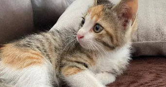 selin pet sitter à MONTPELLIER 34080