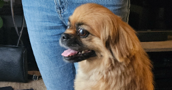 caroline pet sitter à CHOISY LE ROI 94600_1