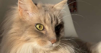 emma pet sitter à SABLE SUR SARTHE 72300_3