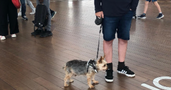 liivar pet sitter à RENNES 35000_3