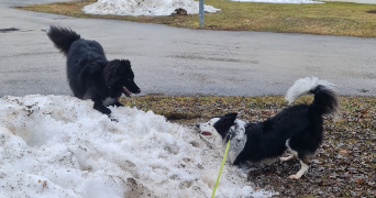 julia pet sitter à LES HOPITAUX NEUFS 25370_1