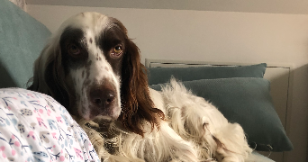 justine pet sitter à GEISPOLSHEIM 67118_3