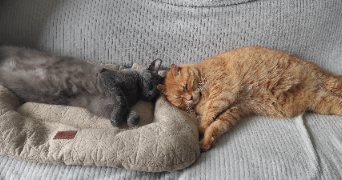 jessica pet sitter à QUETTREVILLE SUR SIENNE 50660_9