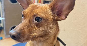 jennifer pet sitter à THIONVILLE 57100_2