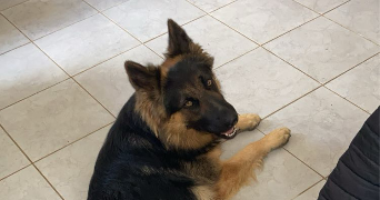 laetitia pet sitter à MOULINS LA MARCHE 61380