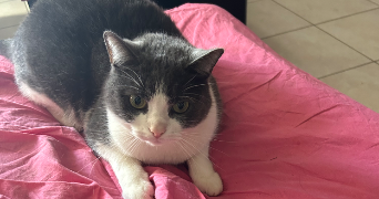 maelys pet sitter à Saint sulpice de Royan 17200_4