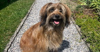 jade pet sitter à HAUTMONT 59330_2