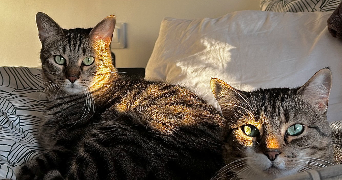 maëva pet sitter à ORANGE 84100_7