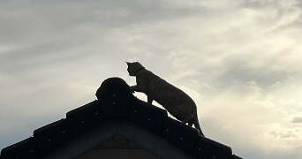 elea pet sitter à LE HAVRE 76610_3