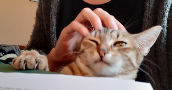 Mathilde pet sitter à ST NAZAIRE 44600_3