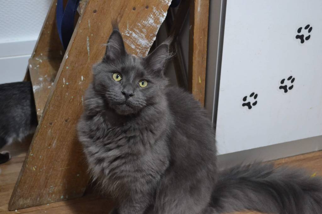 allison pet sitter à Courcelles-le-roi 45300_4