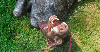 manon pet sitter à NANCY 54000_1