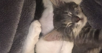 calypso pet sitter à Villeurbanne 69100_2