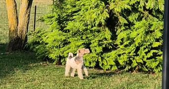 perrine dog sitter à POIX DU NORD 59218_3