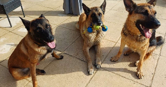 mathilde pet sitter à SURIN 86250_2