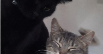 lydie pet sitter à MARSEILLE 15 13015_0