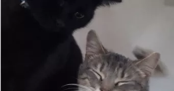 lydie pet sitter à MARSEILLE 15 13015