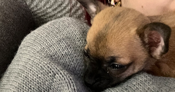 ines pet sitter à PARMAIN 95620_1