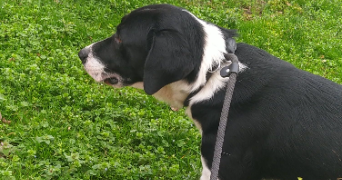 emmy pet sitter à Clermont-Ferrand 63000_7