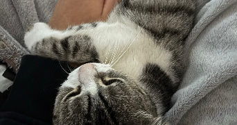cassandra pet sitter à TOURS 37100_3