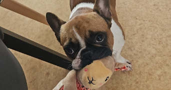 laurine pet sitter à ETAPLES 62630_1
