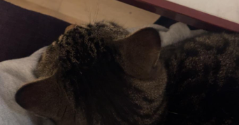 dalia pet sitter à TOULOUSE 31000_3