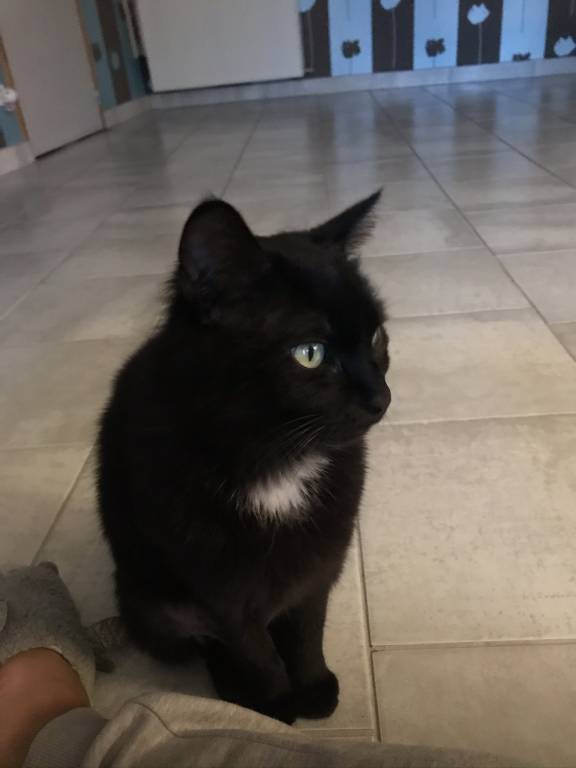 Sarah pet sitter à Vergigny 89600_1