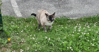 nathan pet sitter à LYON 06 69006_3