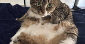 sara pet sitter à ANGERS 49100_2