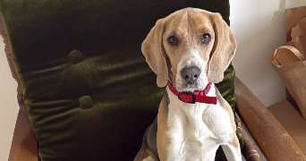 louane pet sitter à VIENNE 38200_3