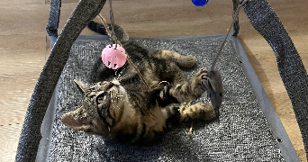 adéliane pet sitter à LEVALLOIS PERRET 92300_4