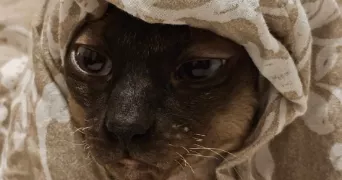 zahra pet sitter à SAVIGNY 74520