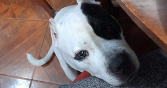 alice pet sitter à CERGY 95000_1