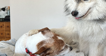 vera pet sitter à BOIS D ARCY 78390_2