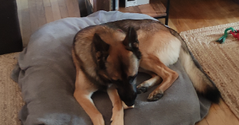 veronique pet sitter à ST LEONARD DE NOBLAT 87400_1