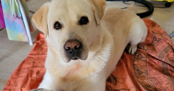 eva pet sitter à ANTIBES 06600_4